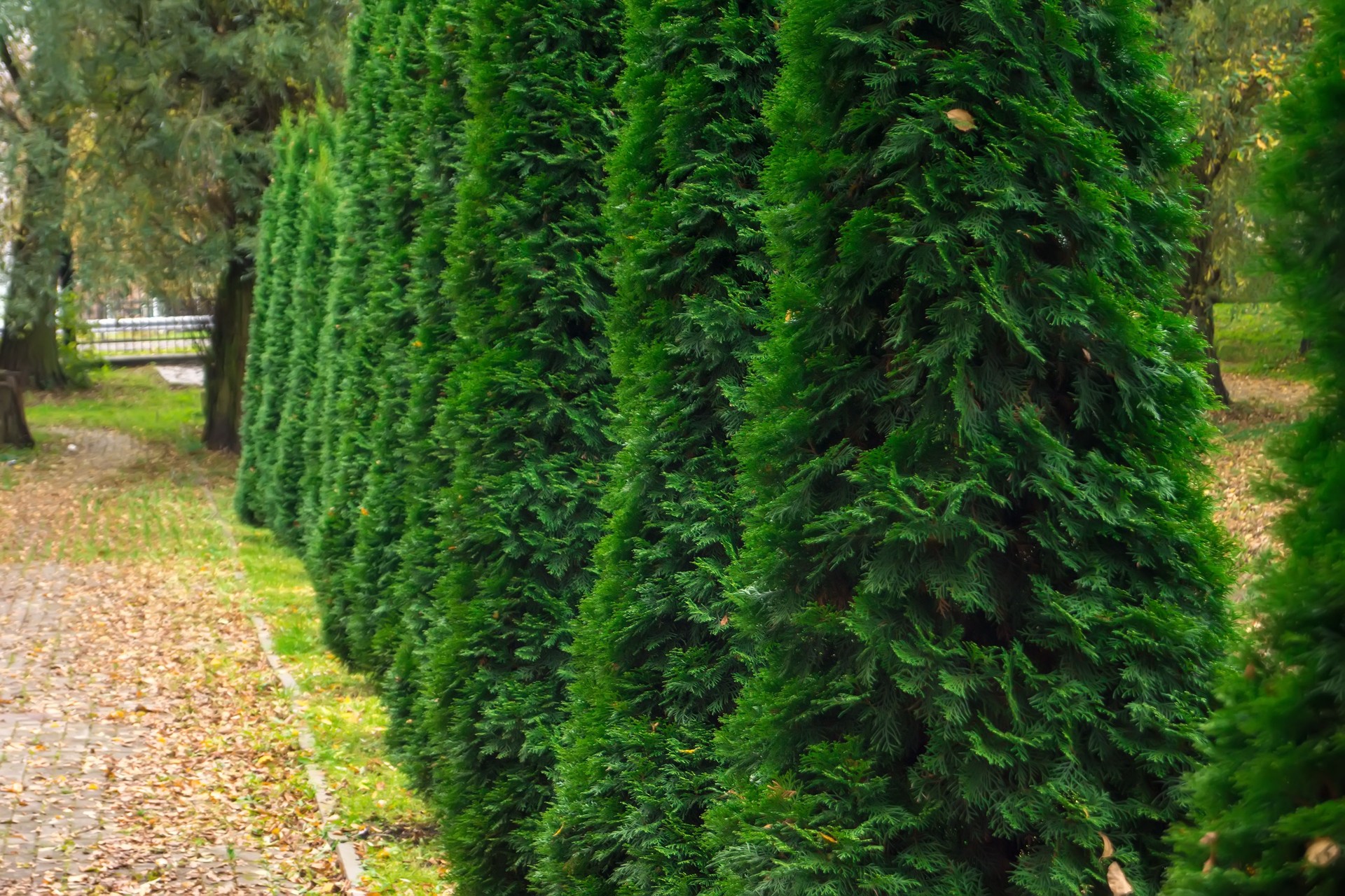Privacy trees being installed in a backyard in Toms River, NJ