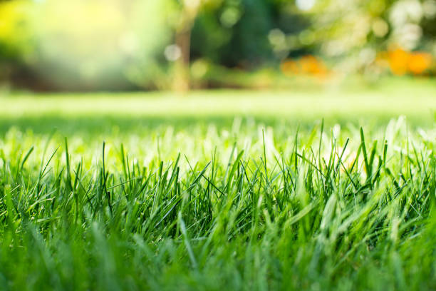 Professional lawn care and spring prep for Ocean County homeowners in Toms River and Brick NJ